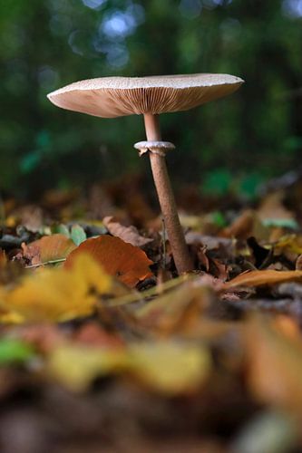 Fairytale mushrooms in the autumn forest