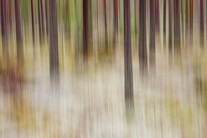 forest sur Pim Leijen