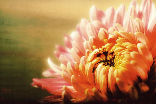CHRYSANTHEMUM YELLOW