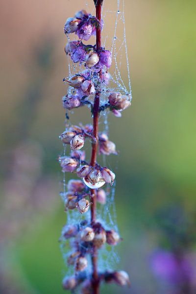 The web by Chris Gerrist