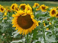 Sonnenblumenfeld Frankreich