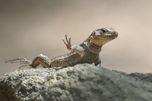 Reusachtige hagedis zwaait met zijn voet