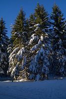 Dennenbomen in de sneeuw