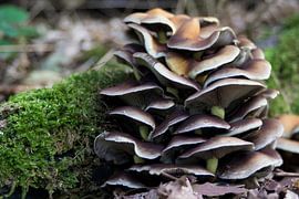 Pilz von Anjo ten Kate