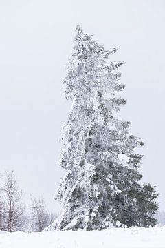 Snow-covered tree by Andrew van der Beek