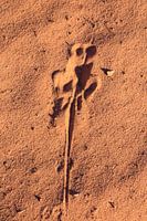 Traces in the desert