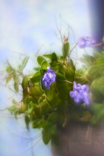 Creatief met bloemen (1)