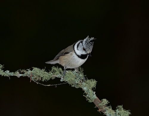 Crested tit on a branch