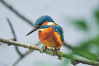 Eisvogel
