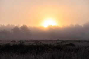 Sonne durch den Nebel