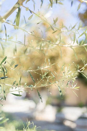 Olijfboom in de Italiaanse zon