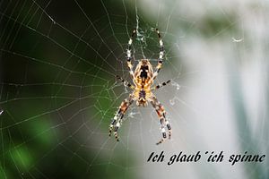 Ich glaub ich spinne