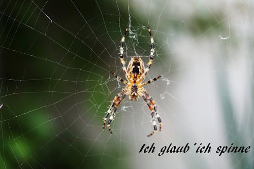 Ik denk dat ik gek word.