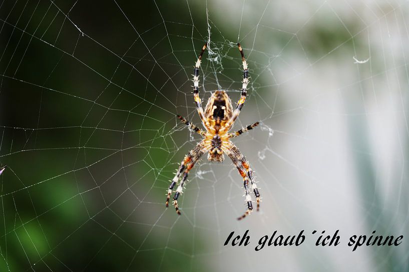 I think I'm going crazy. by Babetts Bildergalerie