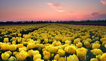 Tulpenveld bij zonsondergang