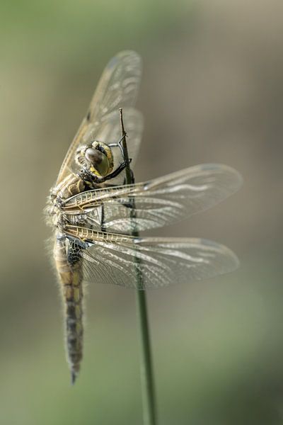 Dragonfly by Marian van der Kallen Fotografie