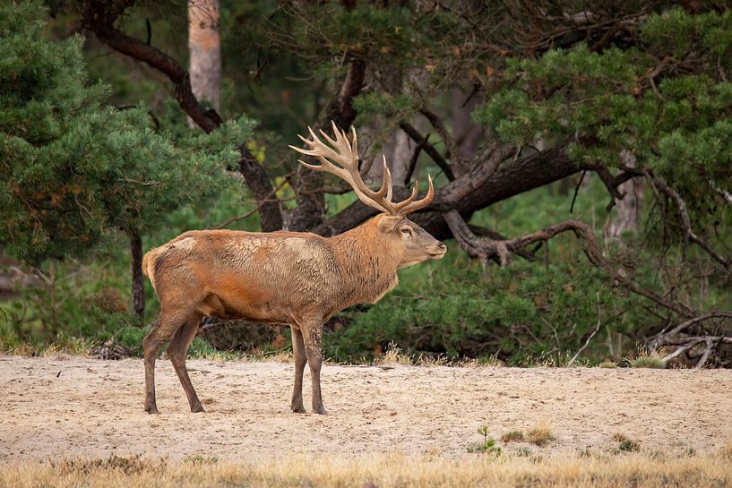 Red deer on the Hoge Veluwe by Gert Hilbink