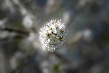 Blossom