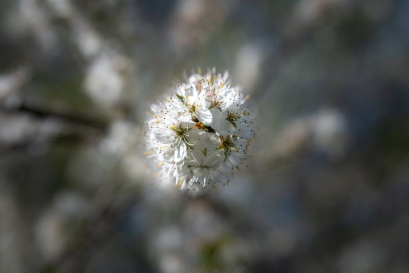 Fleurir par Elma Mud