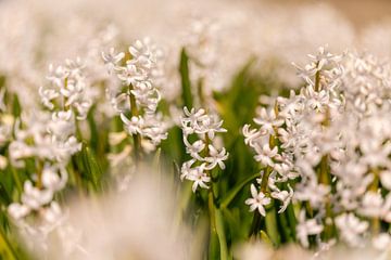 Pink hyacinths