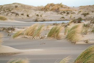 Jeunes dunes dans la Kwade Hoek sur Louise Poortvliet