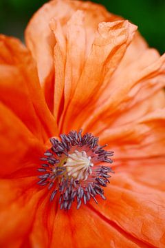 Fleur de pavot à l'orange sur Bettina Schnittert