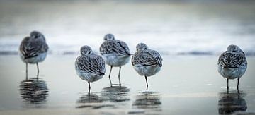 Drieteenstrandlopers op het strand