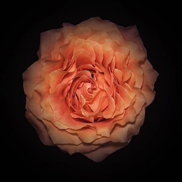 Apricot Rose von Anneliese Grünwald-Märkl
