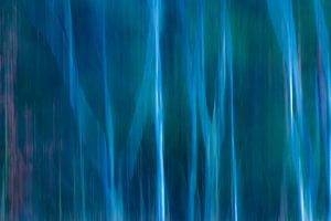 Abstrait 'Forêt de bouleaux avec un fond bleu'. sur Greetje van Son