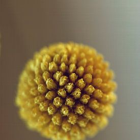 Makro Gelbe Blütentrommel von Klik! Images