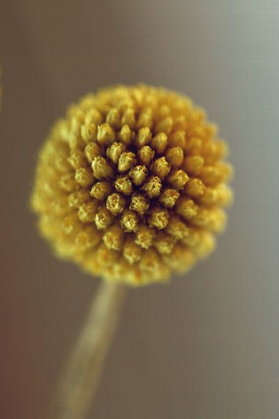 Macro Gele Bloem Drumstick van Klik! Images