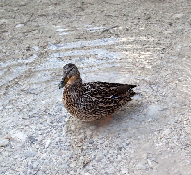Mallard by Bo Valentino