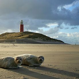 Texel Funkturm Seehunde sur Martin Visser