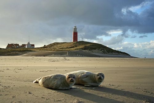 Zeehondjes Texel