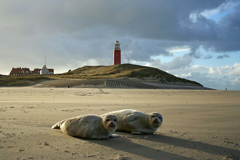 Texel Funkturm Seehunde von Martin Visser