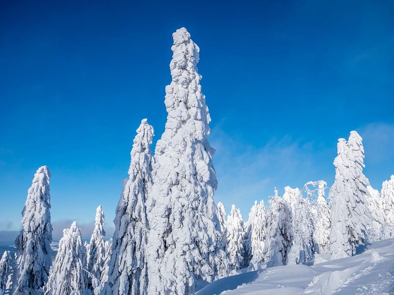 Arbres dans une belle robe d'hiver dans les monts Ore par Animaflora PicsStock