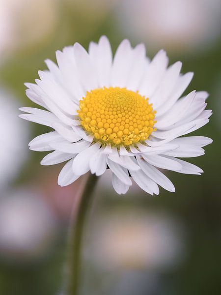 A close-up of a daisy in full bloom. by Nik Valeeva