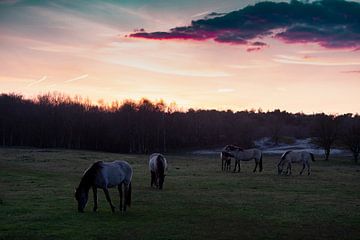 Koninkspaarden bij zonsondergang