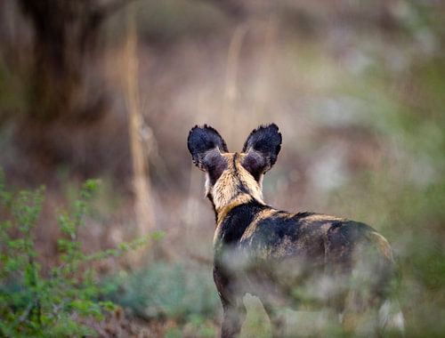 Wilde hond besluipt prooi in Tsavo-West, Kenia