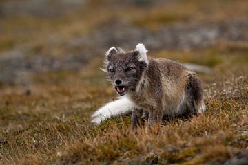 Arctic fox on mountainside in spring by AylwynPhoto