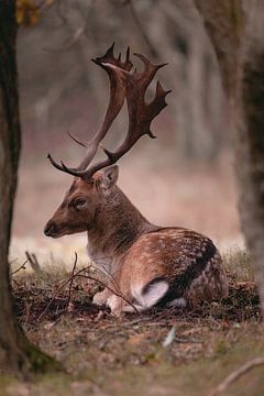 Fallow deer in the forest by Rianne van Diemen