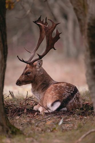 Fallow deer in the forest