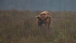 Schottischer Highlander-Stier