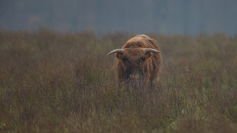 Scottish Highlander Bull by Menno Schaefer