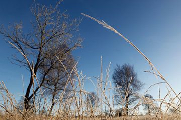 Winter Deelense Veld