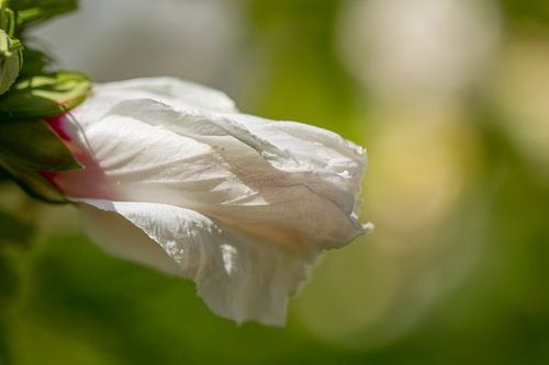 A macro shot of a white flower.