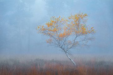 Bouleau solitaire dans la brume | Photographie de nature | Veluwe sur Marijn Alons