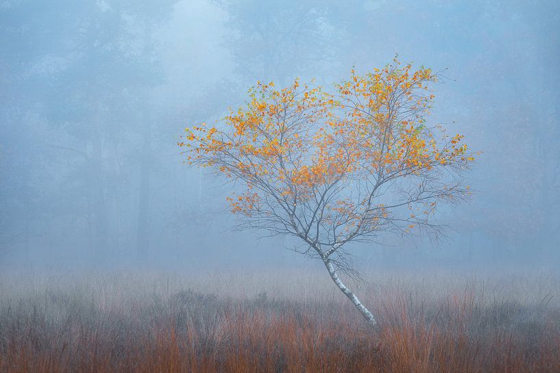Lonely birch tree in the mist | Nature Photography | Veluwe by Marijn Alons
