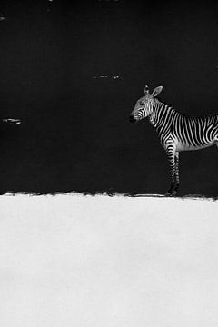 Zebra - Modern & Abstract