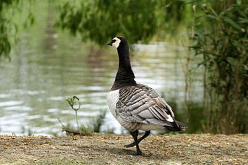 Barnacle goose by Sander Miedema